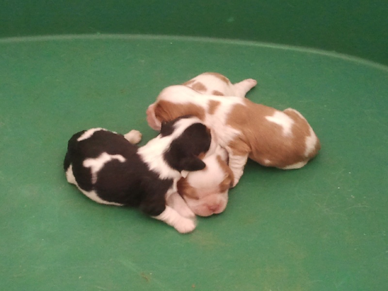 LES BEBES DE FOREVER