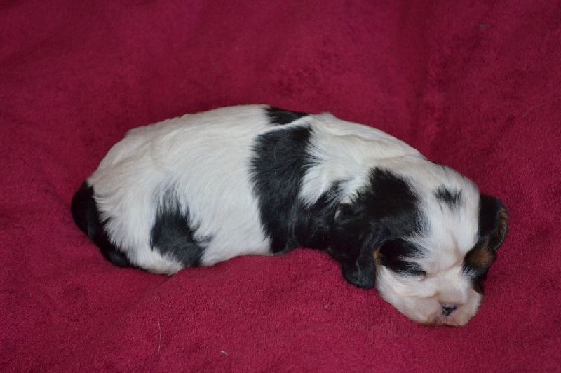 LES BEBES DE CASSIE 