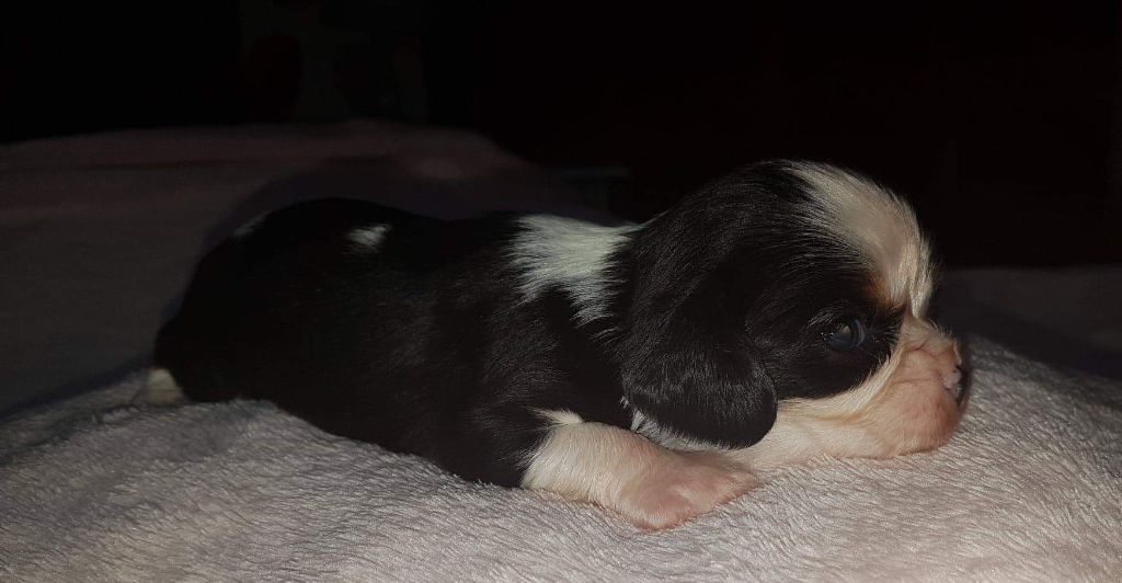 de l'Eglantine Sauvage - Cavalier King Charles Spaniel - Portée née le 28/02/2019