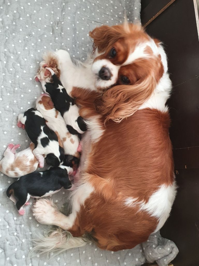 de l'Eglantine Sauvage - Cavalier King Charles Spaniel - Portée née le 09/04/2020