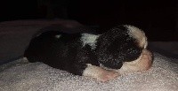 CHIOT
